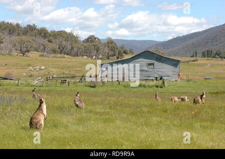 Orroral Holzschuppen Stockfoto