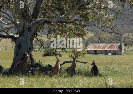 Beweidung Kangeroos Stockfoto