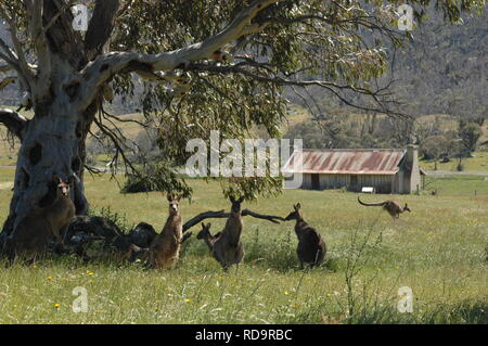 Kängurus am Historischen Orroral Homestead, namadgi National Park, Australian Capital Territory, Australien Stockfoto