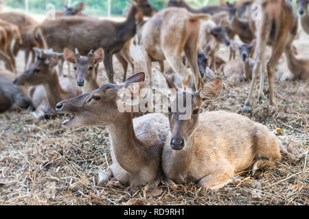 Rusa Rotwild in der Landwirtschaft Tiere Bauernhof und Zoo. Stockfoto