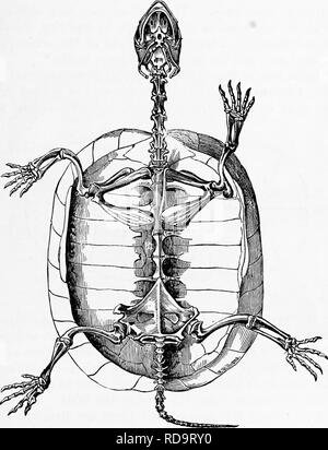 . Zoologie: für Studenten und allgemeine Leser. Zoologie. AMATOMY DER SCHILDKRÖTE. 505 ing Formen, doch Sie haben etwas mit dem afFmities Batrachia. Sie sind von der otlier Reptilien von der Shell aus, die ujiper Teil bildet die carcqmce, und desto geringer ist die Plastron; diese beiden Teile vereinigen, um eine einfache oder Kästchen in Form. Abb. 444.- Skelett der Europäischen Schildkröte, mit dem PLASTRON oder unter der Schale entfernt. - Ändern Owen., die die Schildkröte den Kopf und Gliedmaßen und Schwanz zurückgezogen werden kann. Aufgrund der Präsenz des Panzers, die rückenwirbel sind unbeweglich, und die Rippen nicht den Wirbel bewegen. Die Stockfoto