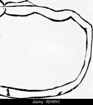 . Zoologie: für Studenten und allgemeine Leser. Zoologie. 2 fATOMY DER J. JZARD. 493 (E^I th&lt; Ki tlu;^. Abb. 440. - Anatomie einer Eidechse, Sceleporus undulatus. t, der Luftröhre; C, Halsschlagader, Tk, thyrrnd Drüse; h, Ventrikel des Herzens - oben sind die beiden Ohrmuscheln; In, Lun^: ICH, Leber stellte sich heraus; s, Magen; Ich, Darm; a, vent - über die Kloake den Öffnungen (o o) der Nieren{lc zu legen) oben sind die beiden Öffnungen der oviducts; n, Eileiter, Eierstock; o; y, Vena cava;/, Fett - Körper - Gezeichnet von A.F. Grau von diswectlons durch den Autor. Bitte beachten Sie, dass diese Bild Stockfoto