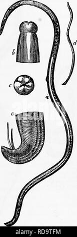 . Zoologie: für Studenten und allgemeine Leser. Zoologie. - TttnnAb wonMs. m kleiner anrl kürzer als die Weibchen. Mit der Ex-übersetzungsaktes der Haut und lemnisci, alle Teile der Erwachsenen Wurm, der nerTous und reproduktive Systeme sowie der Schnabel, die im Grundkörper rudimentäre verdauungsfördernde Hohlraum stammen, erscheinen als abgerundete Massen von Zellen wie Größe, aber in der Struktur difEering histologisch. Mit dem Wachstum des Schnabels beginnt die Entwicklung der Repro-ductive Apparat, und die Haken sind einfach Zellen verändert, mit der äußeren Oberfläche chitinized. Bestellen Sie 2. Nematoden. - Der erste sub Stockfoto