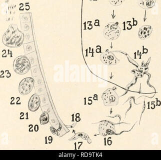 . Einführung in die Biologie. Biologie. .8 N/l 11' #1^//12 av 13^&lt;#13^^". Abb. 95. Lebenszyklus des Malariaparasiten im Blut des Menschen und in der Mücke. Aus Hartmann (/ Grassi und Schaudinn), etwas verändert.. Bitte beachten Sie, dass diese Bilder sind von der gescannten Seite Bilder, die digital für die Lesbarkeit verbessert haben mögen - Färbung und Aussehen dieser Abbildungen können nicht perfekt dem Original ähneln. extrahiert. Maas, Otto, 1867-1916; Renner, Otto. München, Berlin, R.Oldenbourg Stockfoto