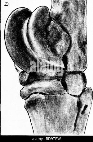 . Die chirurgische Anatomie des Pferdes... Pferde. Platte XVI - die Gebeine der Sprunggelenke in Sheather's Fall A. Linke Hock (innere Aspekt). B. in der rechten Sprunggelenk (innere Aspekt). C. Rechte Hock (äußere Aspekt). D. in der linken Hock (äußere Aspekt). Reproduziert, mit freundlicher Genehmigung, von der Veterinary Record. Bitte beachten Sie, dass diese Bilder sind von der gescannten Seite Bilder, die digital für die Lesbarkeit verbessert haben mögen - Färbung und Aussehen dieser Abbildungen können nicht perfekt dem Original ähneln. extrahiert. Share-Jones, John T., Williams und Norgate London Stockfoto