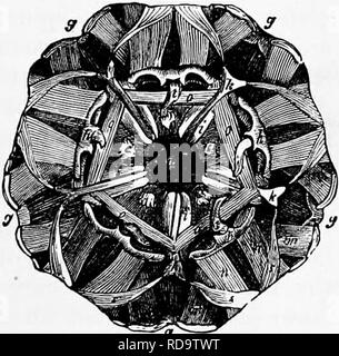 . Zoologie: für Studenten und allgemeine Leser. Zoologie. Abb. 78. - Die gemeinsame Seeigels, Echinvs (Strongyiocentrotue) drSbachlemis. d, Rahmen der Mund und die Zähne vor gesehen; c, die gleiche seitlich gesehen; a, d, Seite und externe Ansicht eines einzelnen Zahnes (Pyramide); ail natürliche Größe. - Nach Morse. Mitgliedstaaten, Nordeuropa, und der arktischen Meere. Es ist Kom-mon unter den Felsen von Wasserzeichen zu fünfzig oder mehr Klafter. Er frisst Meer - Unkraut, und ist auch eine Art Schnitzeljagd, Fütterung auf tote Fische, etc. Wir haben große Zahlen von ihnen in den großen Gruppen beobachtet haben, Fütterung auf Fisch, Innereien, ein paar Klafter b Stockfoto