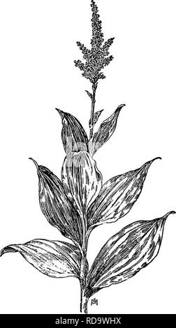 . Ein Handbuch der Unkräuter: mit Beschreibungen aller schlimmsten und lästige Anlagen in den Vereinigten Staaten und Kanada, ihre Gewohnheiten von Wachstum und Verteilung, mit Methoden der Kontrolle. Unkraut. LILIAGEAE {LILY FAMILY) 79 Der Samen sind tödlich zu Geflügel, und auch das menschliche Leben hat durch die Verwechslung von seiner Wurzel wurde für einige andere harmlose Pflanze verloren. Diese Fleischigen Wurzelstock ist jedoch medizinisch wertvoll, und wenn erfasst, nachdem die Blätter im Herbst gestorben sind, sorgfältig zu reinigen und zu trocknen, lohnt es sich, fünf bis zehn Cent pro Pfund in den Drogenmarkt. (Abb. 42.) Blätter erscheinen zuerst in Stockfoto