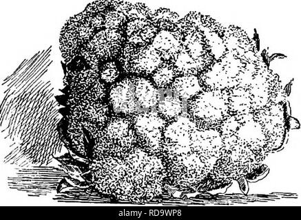 . Handbuch der Gartenarbeit: ein praktischer Leitfaden für die Herstellung von zu Hause und dem Anbau von Blumen, Obst und Gemüse für zu Hause. Im Garten arbeiten. 472 Handbuch der Gartenarbeit. Wenn die Köpfe anfangen zu Form, außen Blätter können zusammengeführt und über dem Kopf gebunden, ohne die direkte Sonneneinstrahlung und halten den Kopf weiß und zart. Abb. 301 zeigt einen guten Kopf. Kein Gemüse mehr reagieren Sie schnell auf gute Kultur und gut Gedüngter Boden als der Blumenkohl) und keiner wird ein solches Versagen beweisen, wenn vernachlässigt. Es ist im- Perative, 301 berücksichtigt werden. Blumenkohl Kopf mit Blättern Stockfoto
