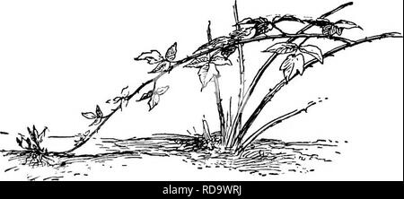 . Handbuch der Gartenarbeit: ein praktischer Leitfaden für die Herstellung von zu Hause und dem Anbau von Blumen, Obst und Gemüse für zu Hause. Im Garten arbeiten. 444 HANDBUCH DER GARTENARBEIT Seitentriebe, auf die im folgenden Jahr Früchte getragen. Sobald schwere Frost ist in der Frühling, diese seitentriebe sollten wieder 9 bis 12 Zoll geschnitten werden, entsprechend der Stärke der Stöcke und die Anzahl der Verzweigungen auf Sie. Die gleiche Methode der Beschneidung ist ratsam, mit roten Sorten wie Cuthbert, die natürlich Zweig frei. Andere Arten, hke König, Hansell, Marlboro, Turner, und Thwack, tha Stockfoto