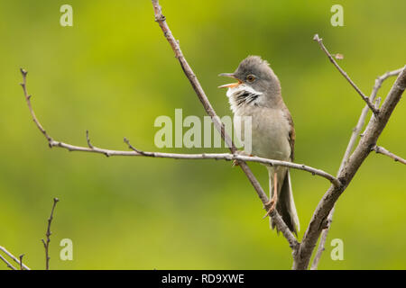 Common Whitethroat / Sylvia communis Stockfoto