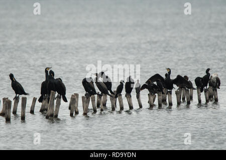 Kormoran und Pygmy Cormorant/Phalacrocorax carbo & Microcarbo pygmaeus Stockfoto