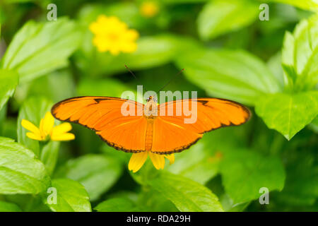 Nahaufnahme eines orange Julia Butterfly oder Julia heliconian oder die Flamme oder flambeau Dryas Iulia Stockfoto