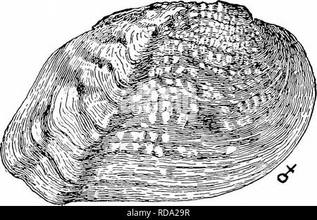 . Süßwasser-Biologie. Süßwasser-Biologie. 998 Süßwasser-BIOLOGIE 113 (114) Alle vier Kiemen als marsupia. Shell große, solide, rhomben, abgeschnitten Posterior in der männlichen, länglich, mit einem starken hinteren Kante, Geschlechter ungleiche in der Form, in der hinteren Region abgerundet und in der weiblichen subcompressed; Scharnier kom- plette; Oberfläche pustulose, außer auf der erweiterte Teil des Weiblichen. ... Triligonia Agassiz. Die Art, T. lubenulalaBar. (Abb. 14 S5; X s) - ist sehr im Mississippi Entwässerung und in den südlichen Staaten gemeinsamen von Alabama bis Te. Als.. Bitte beachten Sie, dass diese Bilder sind extr Stockfoto