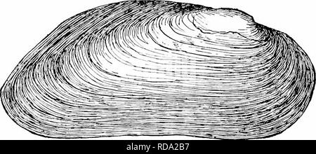 . Süßwasser-Biologie. Süßwasser-Biologie. Die mollusca 995 105 (106) Shell gestreckt, seitlich komprimiert; Scharnier mit pseudocardinals normalerweise nur; Quereinsteiger, wenn vorhanden, sehr unklar. Kiemen ohne Wasser Rohre und mit verstreuten interlamellar Con-Anschlüsse, die an bestimmten Orten unregelmäßige diagonale Reihen bilden. Familie bin argaritanidae. Nur eine Gattung. Margaritana Schumacher. Die typische Arten,.1/. marj^ aritijfra L. (Abb. I4 Also: Xr), ist Circumboreal, aber in diesem Land ist nur in der nördlichen Atlantischen und Pazifischen Staaten, beinj gefunden; unbekannt, mit einer möglichen Ausnahme, von der die ganze int Stockfoto