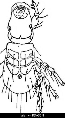 . Süßwasser-Biologie. Süßwasser-Biologie. Abb. 1320. Verschiedene Arten von hydrachnid Larven (jede Abbildung zeigt die Beine von nur einer Seite). a, Sygrobales Diplodontus; b, c, d, Hydrachna Arrhenurus;. (Von Piersig geändert.) Und noch andere in die Substanz der Süßwasser-Schwämme oder in die gallertartige Matrix eines kolonialen Protozoen. In diesen Fällen wird die Larve nicht frei werden, bleibt aber im Körper der Weichtiere und andere tierische, in dem die Eier gelegt wurden. Während dieser parasitären. Bitte beachten Sie, dass diese Bilder aus gescannten Seite Bilder, die digital für Rea erhöht worden sein können extrahiert werden Stockfoto