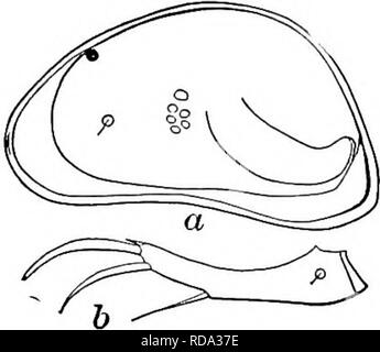 . Süßwasser-Biologie. Süßwasser-Biologie. Die OSTRACODA 827 116 Shell dezidiert gewölbten Dorsal, viel die höchsten in der Mitte (Abb., 1302a). . Candona Candida O.F. Miiller 1785. Länge 1,05 bis 1,20 mm, Höhe 0,60 mm. Zweite Bein vier oder undeutlich fünf - segmentiert. Furca fünf Mal so lange wie durchschnittliche Breite, ausgesprochen gebogen. Männer uncom-mon. Flacher, temporäre Teiche und Gräben; April und September. Massachusetts. Abb. 1302. Candona Candida, {a) Seitenansicht des Weiblichen, X2g; (6) Furca der weiblichen, X 75. Referenzen auf NORDAMERIKANISCHEN Süßwasser-OSTRACODA Brady und Norman. 1889. Eine Monographie von Stockfoto