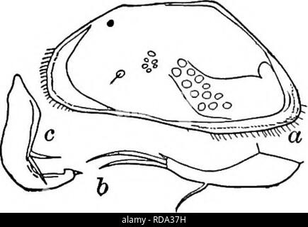 . Süßwasser-Biologie. Süßwasser-Biologie. 15 £ (114) Shell ohne feine längs Streifen. Maxillaris palp der männlichen mit Finger ungefähr halb so dick wie Stammzellen (Abb. 1301 c). Candona acuminata Fischer 1854. Länge 1,20 bis 1,50 mm, Höhe 0,60 mm, Breite 0,46 bis 0,50 mm. Hintere Extremität von Shell deutlich hingewiesen. Dorsal über als Candona fahaeformis, aber weniger komprimiert und dorsalen Flansche schwächer. Furca acht mal so lang wie breit, dezidiert gekrümmt und viel breiteren an seiner Unterseite. River Shores und Teiche mit reicher Vegetation; April, Mai und September "l3er. Texas. Abb. 1301. Candon Stockfoto