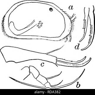 . Süßwasser-Biologie. Süßwasser-Biologie. 105 (106) Subtermlnal Klaue der furca dezidiert S-förmige (Abb. 1296 d). Candona simpsoni Sharpe 1897. Länge 0,73 mm, Höhe 0,31 mm, Breite 0,29 mm. Gelblich-Weiß. Das linke Ventil Überschneidungen der Rechten. Obere und untere Ventil Margen fast parallel. Furca gebogen, Stout, sieben Mal so lang wie breit mit das Subterminal Kralle dezidiert S-förmige - eine deutliche Zeichen. Dorsale seta doppelt breite Der FURCA von subterminal Kralle, und zwei Drittel ihrer Länge. Unten Formen der Seen und Flussufer, und Teiche; Feder und autunm. lUinois. Abb. 1296. Candona simpsmti. [A) Si Stockfoto