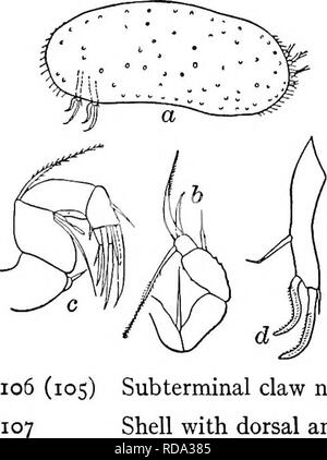 . Süßwasser-Biologie. Süßwasser-Biologie. Die OSTRACODA 825. 105 (106) Subtermlnal Klaue der furca dezidiert S-förmige (Abb. 1296 d). Candona simpsoni Sharpe 1897. Länge 0,73 mm, Höhe 0,31 mm, Breite 0,29 mm. Gelblich-Weiß. Das linke Ventil Überschneidungen der Rechten. Obere und untere Ventil Margen fast parallel. Furca gebogen, Stout, sieben Mal so lang wie breit mit das Subterminal Kralle dezidiert S-förmige - eine deutliche Zeichen. Dorsale seta doppelt breite Der FURCA von subterminal Kralle, und zwei Drittel ihrer Länge. Unten Formen der Seen und Flussufer, und Teiche; Feder und autunm. lUinois. Abb. 1296. Cando Stockfoto