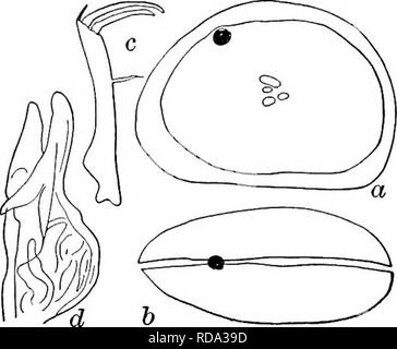 . Süßwasser-Biologie. Süßwasser-Biologie. Die OSTRACODA 821 84 (83) Shell einfach, mit kleinen puncta. Abdomen mit zwei zylindrische Prozesse (Cypria Cypria) opthalmica Jurine 1820. Länge 0,56 bis 0,60 mm, Höhe 0,36 bis 0,40 mm, Breite 0,3 2 bis 0,36 mm. Shell komprimiert, klar braun, mit dunklen braunen Flecken ante - riorly und posteriore Bestrahlungen und gerade zurück von eye-Spot. Natatory seten sehr lange bis über Terminal Krallen um mehr als die gesamte Länge der Antenne. Furca etwa acht Mal so lang wie breit. Oberfläche und 'Unten im Fluss Kanälen und Seen, deren Ufer; Februar bis Octobe Stockfoto