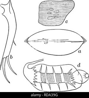 . Süßwasser-Biologie. Süßwasser-Biologie. Cypria {Cypria) dmtifera. 83 (84) Shell mit einem engen Retikulum von Längs subparallel Linien (Abb. 1283 c). Bauch ohne Prozesse. Cypria {Cypria) exsculpta Fischer 1855. Länge 0,60 bis 0,7 s mm, Höhe 0,38 bis 0,42 mm, Breite 0,2 s auf 0,28 mm. Shell thin, mit anasto abgedeckt - mosing subparallel Linien. Farbe klar Kastanienbraun. In Bächen und Teichen überall. Auch Kom-mon unten im Fluss Chan-Nels, See- und Flussufer. Kaudale Rami kurz, Stout und viel gebogen; beide terminal Krallen glatt; dorsale Seten und SLI Stockfoto