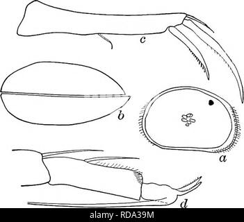 . Süßwasser-Biologie. Süßwasser-Biologie. 820 Süßwasser-Biologie 8 Ich (82) Terminal Krallen der Furca, die nicht mehr als halb so lang wie Furca (Abb. 1283 b) 83 82 (81) Terminal Krallen der furca drei Fünftel Solange furca oder länger (Abb. 1282 c). Cypria {Cypria) dentifera Sharpe 1897. Länge ü.6 g mm, Höhe 0,38 mm, Breite 0,26 mm. Bräunlich-gelb, mit dunklen braunen Abzeichen und rötliche Flecken. Das rechte Ventil Überschneidungen links vorher. Links Ventil Margen crenulate, vorher. Natatory seten erreichen Länge der Antennen über Tipps von Terminal Krallen. Terminal kurze Krallen zweite Bein etwa Equa Stockfoto