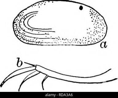 . Süßwasser-Biologie. Süßwasser-Biologie. Die OSTRACODA 8 l) 6 Ich (60) Shell vernetztem, dünn, die spermaries durch angezeigt. Equivalve. Cypris {Cyprinotus) crena Turner 1893. Shell equivalve von oben, Keil - vorher geprägt. Scharnier Une sinuate. Länge 1,14 bis 1,23 mm, Höhe 0,60 bis 0,6 Sek. mm, Breite 0,59 bis 0,60 mm. Gelblich-grün. Maxil-lary Stacheln glatt. Vierte Segment o £ Hinspiel nicht mit vier extra kurze Stacheln. Furca gewölbt, rund 18 mal so lang wie breit. Männer häufig. In kleinen, schmächtigen Teiche und Canal Becken reichlich vorhanden. Ohio. Abb. 1274. Cypris (Cyprinotus) crena. (A) Seitenansicht, Stockfoto