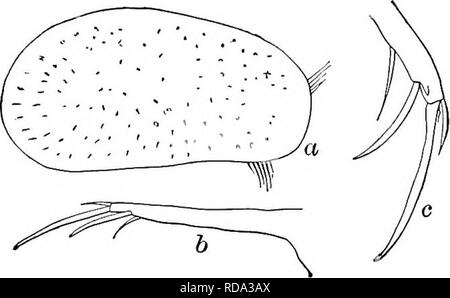 . Süßwasser-Biologie. Süßwasser-Biologie. Die OSTRACODA 813 41 (40) Der Dorsalen Kante der FURCA Plain (Abb. 1267 b). Herpetocypris testudinaria Cushman igo8.. Länge 2,10 mm, Höhe ich. oo mm, Breite 0,80 mm. Ein kleines Extra Wirbelsäule durch Sub terminal Klaue. Furca ungefähr 14 mal so lang wie breit, seine Krallen. Teiche. Neufundland. Mai. Abb. 1265. Herpetocypris testudinaria. (A) Seitenansicht; (6) Furca; (c) Ende der Furca, zeigen kleine Wirbelsäule durch Kralle. 42 (43) Natatory seten der zweiten Antenne erreichen zu Tipps von Terminal klauen, oder leicht darüber hinaus. Zweite Bein mit einem Schnabel - wie Ende segment und eine Kralle (Abb. 1268 6. Stockfoto