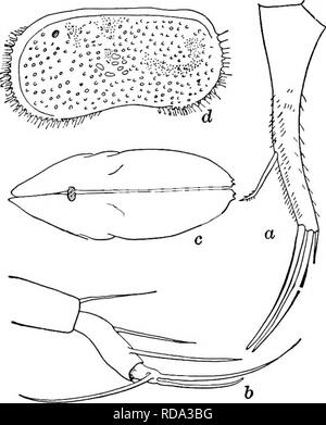 . Süßwasser-Biologie. Süßwasser-Biologie. 8 io Süßwasser-BIOLOGIE 37 (26) Shell mit schwachen Tuberkel, Knöpfe, und Furchen. Natatory seten kaum bis in die Spitzen der Terminal Krallen. Ilyocypris bradyi Sars 1890. Länge über as/. gibba. Höhe der weiblichen 0,4 Sek. bis 0,5 mm, Breite 0,32 zu o.s mm. Männchen etwas größer. Kaum frei schwimmen, aber kriecht oder gräbt. Shell schwach und nicht tuberculate posterodorsally zerfurcht. Lebensraum und vorkommen als/. gibba. Furca stark gekrümmt und viel breit an der Basis ened. Etwa zehn Mal so lang wie die Breite in der Mitte. Dorsale seta Plu-mose und verbogen in der Nähe der Spitze. Dista Stockfoto