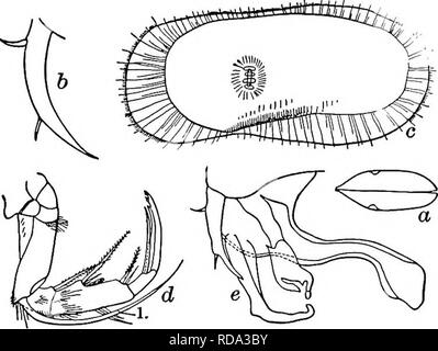 . Süßwasser-Biologie. Süßwasser-Biologie. Die OSTRACODA 807 8 (7) Shell schwach mit Holzstrahlen netzartiges Muster bildend (reticulate), mit einem seitlichen Furche. Furca verjüngt sich nur Seta wie Extremitäten (Abb. 1251 b). Limnicythere Ulinoisensis Sharpe 1897 Länge 0,88 mm, Höhe 0,40 mm, Breite 0,29 mm. Dunkel grau-weiß. Flagellum zwei - segmentiert. Furca cyUndrical, ungefähr sieben Mal so lang wie breit (Abb. 12514). Männliche greifen oder - Gans ungewöhnlich gut entwickelt. Terminal Klaue der zweiten Antenne der männlichen mit 3 oder 4 starke Zähne an der Spitze der bewaffneten. Sandigen Böden, Illinois River, Altarme und Seeufer entfernt. Mai. Abb. I2SI. Limnicythere Ulinoisensi Stockfoto