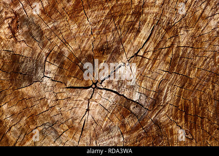 Blick vom Ende des Stamm Abschnitt closeup Stockfoto