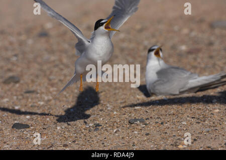 Zwergseeschwalbe (Sternula Albifrons) Paar anzeigen Aggressionen gegen Küstenseeschwalbe (Sterna Paradisaea) oben, Northumberland, Großbritannien Stockfoto