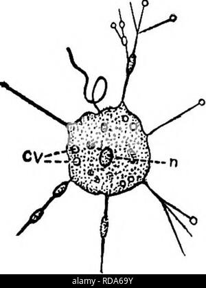 . Süßwasser-Biologie. Süßwasser-Biologie. Ride Protozoen (MASTIGOPHORA) 243 Glas unterstützt werden kann und die Protozoen, wenn unter den richtigen Druck, dann für Studie aus verschiedenen Aspekten gedreht werden kann. Schlüssel zum NORDAMERIKANISCHEN Süßwasser-MASTIGOPHORA 1 (131) Flagellated Formen mit tierischen Merkmale vorherrschen. Klasse Zoomastigophora. 2 Confessedly eine schlechte Definition, aber kann nicht besser werden. Der Anfänger wird häufig in Zweifel v/ob Formen werden unter Berücksichtigung sind flagellated Tiere (mastigophora) oder flagel- Pflanzen (einzellige Algen), oder weniger häufig erstechen Phasen Stockfoto