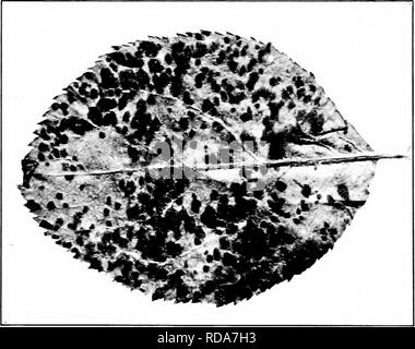 . Schädigende Insekten: Wie zu erkennen und zu steuern. Insekten und Schädlinge. 308 FESTS DER ORCHARD AXD KLEINE FRVITS Stop, um das Insekt. Oder der fohage kann mth arsenat von Blei gesprüht, sobald die Blätter sind. Die PEAR-blatt Blister - milbe (Eriophyes pyri Pgst.) Die Blätter von Apfel und Birne sind oft geplagt mit einer Art von milbe, die in das Gewebe des Blattes Burrows, wodurch eine charakteristische Dis-Färbung und Schwellung. Spots zeigen in der oberen Blattoberfläche, an. Abb. 4/0.-Arbeit der PEAR-blatt Blister - scherflein. Original. erste redcUsh broTi, aber später drehen. An jedem Punkt der Stockfoto