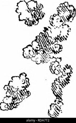 . Handbuch der Gartenarbeit; ein praktischer Leitfaden für die Herstellung der Anlage und den Anbau von Blumen, Obst und Gemüse für zu Hause. Im Garten arbeiten. 5. Die gemeinsame oder Kinderzimmer Weg der Einpflanzen. tion der grundlegenden Elemente von der Schönheit der Landschaft. Seine einzige Verdienst ist die Tatsache, dass Bäume und Sträucher gepflanzt wurden; und dies, in den meisten Köpfen, umfasst das Wesen und die Summe der Ornamentik der Anlage. Jeder Baum und Busch ist ein einzelner alleine, unbeaufsichtigte, von seiner Umgebung getrennt, und, deshalb, Sinne - weniger. Ein solcher Hof ist nur ein Kindergarten. Der andere Plan (Abb. 6) ist ein Bild. Th Stockfoto