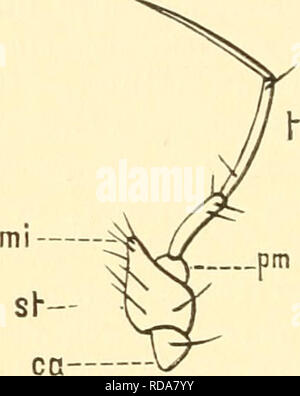 . Einführung in die Kenntnis der Kämpfen. Entomologie. - Ca. Bitte beachten Sie, dass diese Bilder sind von der gescannten Seite Bilder, die digital für die Lesbarkeit verbessert haben mögen - Färbung und Aussehen dieser Abbildungen können nicht perfekt dem Original ähneln. extrahiert. Kolbe, Hermann Julius. Berlin, Dümmler Stockfoto
