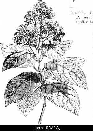 . Ein Lehrbuch der Botanik für die Sekundarstufe. Botanik. DICOTYLEDONS: SYMPETAL^ 309 versucht kombiniert. Andere prominente Kaffee - wachsen - ing Länder sind Mexi-Co, Mittelamerika, Java, Sumatra, Indien, Ceylon, Arabien, Ha-waiian Inseln, und die Westindischen Inseln. Von den vielen tausend Tonnen aus diesen Ländern geliefert, in den Vereinigten Staaten verbraucht fast die Hälfte, Mittelung über neun Pfund pro Jahr für jeden Einwohner. Mokka. Bitte beachten Sie, dass diese Bilder extrahiert werden aus der gescannten Seite Bilder, die digital haben für die Lesbarkeit verbessert - Färbung und Aussehen dieser Abbildungen können nicht perf Stockfoto