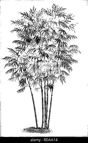 . Ein Lehrbuch der Botanik für die Sekundarstufe. Botanik. MONOCOTYLEDONS 271 im Jahr 1903, die größte Zucker produzierenden Regionen der Welt in der folgenden Reihenfolge Stand: Kuba, Java, Hawaiischen Inseln, und Louisiana. (3) Rasen, Weide, Heu und Gras. - Diese Gruppe umfasst zahlreiche Gräser, die für bestimmte Kombinationen von Eigenschaften ausgewählt wurden. Zum Beispiel Blue Grass ist einer der am meisten Fa-mous Gräser für alle diese Zwecke; Red Top ist ein prominenter Weide Gras, und Timotheus ist einer der besten Heu, Gräser. (4) Bambus. - In tropischen und subtropischen Ländern - al die riesigen Gräser genannt Bambusse sind Stockfoto