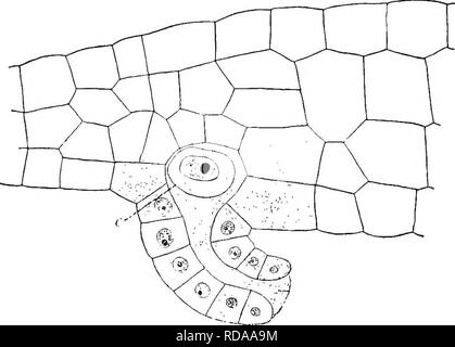 . Ein Lehrbuch der Botanik für die Sekundarstufe. Botanik. l!) 4 EIN TEXT - DAS BUCH DER 130 TAXY unter der Oberfläche der prothallium in der Region die zentrale Achse. Die Wlien prothallia sind sehr jung, die antheridia beginnen zu erscheinen; und wenn Der prothallia sind schlecht genährt und Verkümmert nur antheridia angezeigt werden. In Reife, gut ernährten prothallia, Howe^ - äh, archegonia auch angezeigt werden. In Folge der späte Auftreten, die Gruppe der archego-nia wird in der Nähe der Kerbe, das heißt, in der Nähe der wachsenden Punkt, während die Gruppe der antheridia ist weiter zurück, auf den älteren Teil der prothallium (Abb. 186, A). Die anthere Stockfoto