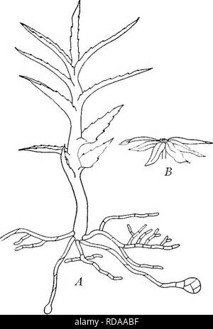 . Ein Lehrbuch der Botanik für die Sekundarstufe. Botanik. 176 ein Lehrbuch der Botanik Antiseptikum, und Mooren gibt es oft fast perfekt erhaltene Exemplare von uralten Bäumen oder deren Teile und manchmal auch der beschmutzt Tiere gefunden. Torf ist weitgehend für Kraftstoff in die Backsteine schneiden und trocknen zu lassen. Die weniger zersetzter Torf ist braun, und je mehr komplett zerlegt ist fast schwarz. Es ist nicht zu einem großen Teil in warmen Ländern gebildet, wahrscheinlich wegen der raschen Verfall der Vegetation; aber in den kühleren Teilen der Welt es in sehr großen Massen gebildet hat. Alle durch noch Stockfoto