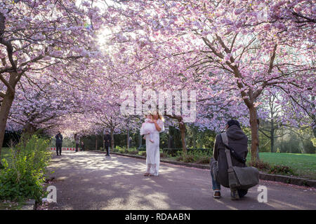 Cherry Blossom bei Bispebjerg Friedhof in Kopenhagen Stockfoto