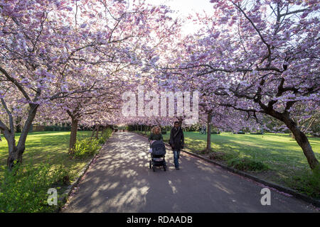 Cherry Blossom bei Bispebjerg Friedhof in Kopenhagen Stockfoto