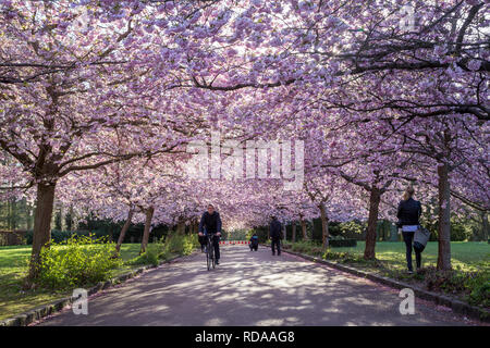 Cherry Blossom bei Bispebjerg Friedhof in Kopenhagen Stockfoto