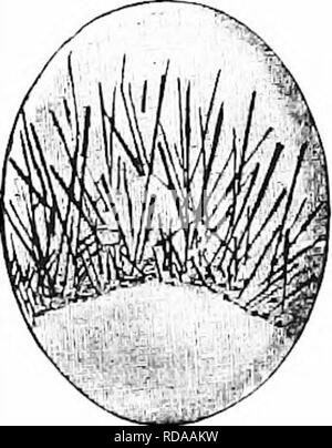 . Edelsteine, einem beliebten Berücksichtigung ihrer Zeichen, Vorkommen und Anwendungen, mit einer Einführung in ihre Entschlossenheit, für Mineralogen, lapidaries, Juweliere, etc., mit einem Anhang über die Perlen und Korallen. Edelsteine, Perlen, Korallen. Quarzuhr mit Gehäuse 489 Quarz mit Gehäuse. Wir haben bereits gesehen, dass Quartz häufig andere Mineralien und fremden Substanzen von verschiedenen Arten umschließt. Diese Gehäuse können einzeln in vergleichsweise kleinen Stückzahlen oder in solchen Scharen werden als scheinbar einheitliche Farbe der Quarz Stoff zu vermitteln, wie der Fall "Ith ist Prase und Stockfoto