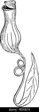 . Ein Lehrbuch der Botanik für die Sekundarstufe. Botanik. Abb. 36.-Blätter des Califorman Krug - Pflanze, die verdreht und geflügelte Krug, das übergreifende Haube mit trans-lucent Flecken, und der Fish-tail Anhängsel auf der Haube. - Nach Kerner. Abb. 37.-Blatt von Nepenthes, shov.-- ing die Klinge - wie Basis, die ten-Bohren teil, und das Terminal Krug mit Deckel. - Nach Grau. aufwendige Krug mit Deckel (Abb. 37). Es ist die gleiche süßliche Sekret am Rand der Krug und der gleichen Ansammlung von Wasser innerhalb von als im normalen Krug - Pflanzen. (5) Verlässt der Sonnentau Sonnentau. Stockfoto