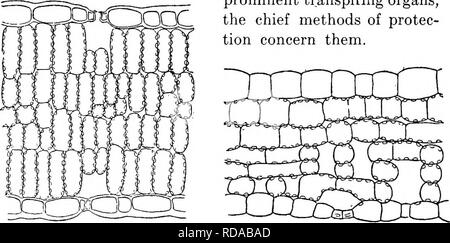 . Ein Lehrbuch der Botanik für die Sekundarstufe. Botanik. 24 EIN TEXT-BUCH OP BOTANIK mit definitiv Abstand, vorzugsweise fünf Millimeter auseinander.* Wie ein Blatt fährt fort zu wachsen, die die meisten Aktiven wächst, Region wird durch die Linien, die am weitesten voneinander entfernten Zeichnen angegeben werden. 17. Schutz. - Ein wichtiges Organ wie das Blatt, mit seinen zarten aktive Zellen unbedingt in der Kommunikation mit der Luft, ist zahlreichen Gefahren ausgesetzt. Conspicu-Organisationseinheiten unter diese Gefahren sind Dürre, intensives Licht und Kälte. Viele Wege, um diese Gefahren haben, die von Pflanzen entwickelt worden, aber das Thema ist zu groß und die Kom- Stockfoto
