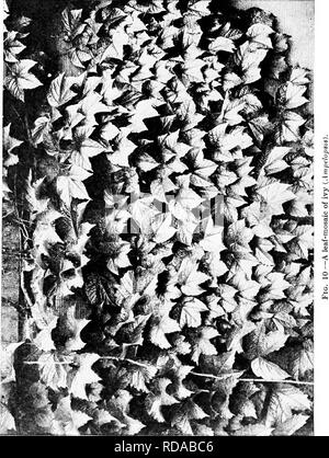 . Ein Lehrbuch der Botanik für die Sekundarstufe. Botanik. 14. Bitte beachten Sie, dass diese Bilder sind von der gescannten Seite Bilder, die digital für die Lesbarkeit verbessert haben mögen - Färbung und Aussehen dieser Abbildungen können nicht perfekt dem Original ähneln. extrahiert. Coulter, John Merle, 1851-1928. New York, D. Appleton Stockfoto