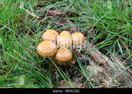 Kuehneromyces mutabilis (synonym: Pholiota mutabilis), allgemein bekannt als die ummantelten woodtuft, eine essbare wild mushroom aus Finnland Stockfoto