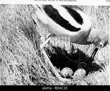 . [Artikel über Vögel von National Geographic Magazin]. Vögel. Die Jagd mit einem Mikrofon. • ^J, EINE AMERIKANISCHE SÄBELSCHNÄBLER macht sorgfältige Vorbereitungen, bevor Sie seine Eier so groß sind im Vergleich zu der Größe der brutapparat Körper, dass es schwierig ist, alle vier von ihnen. Bevor Sie sich auf den Eiern der Vogel in der Regel macht Sie mit Ihrer Rechnung und passt sie damit die kleinen Enden werden in der Mitte wie Keile der Torte.. Bitte beachten Sie, dass diese Bilder aus gescannten Seite Bilder, die digital für die Lesbarkeit verbessert haben mögen - Färbung und Erscheinungsbild der extrahiert werden Stockfoto