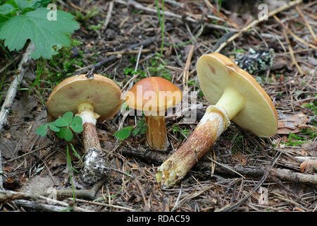 Suillus grevillei, bekannt als das Greville bolete und Lärche bolete Stockfoto